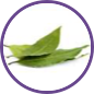Guayusa